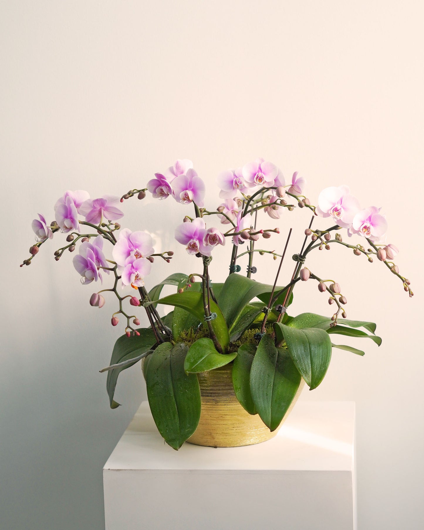 Blush Pink Phalaenopsis Orchid Potted Plant