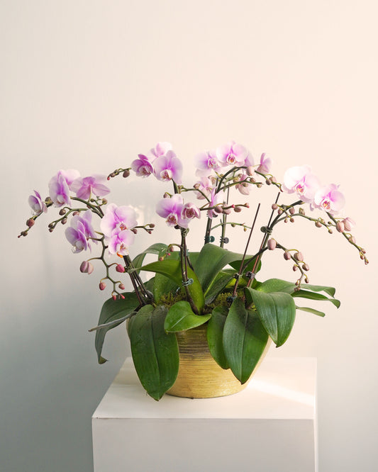 Blush Pink Phalaenopsis Orchid Potted Plant